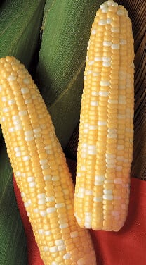 Bulk: Primus (bicolor syn+) Corn Seeds