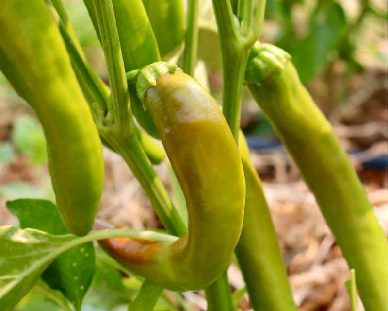 garden pepper seeds Garden Salsa Hybrid Hot Pepper Seeds