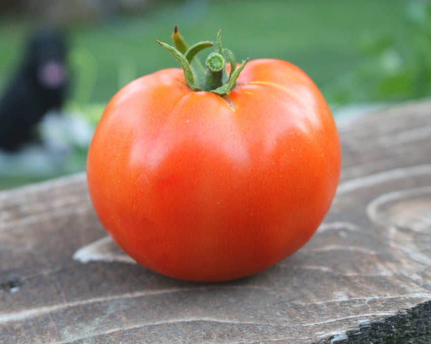 Heatmaster Hybrid Tomato Seeds