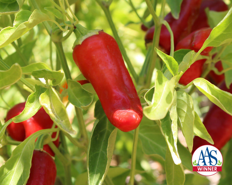 Bulk: Flaming Flare Hybrid Seeds