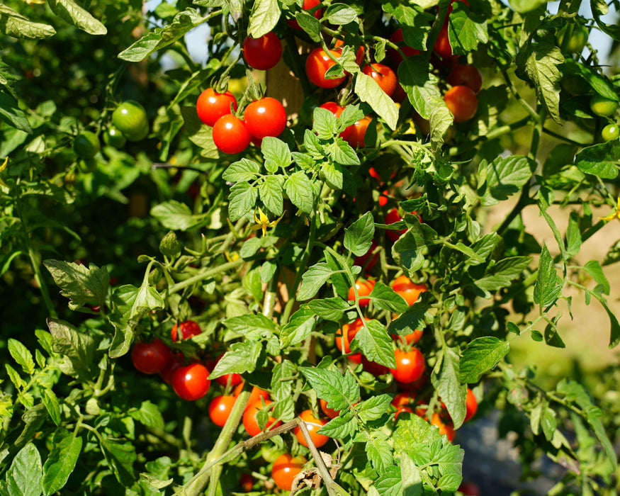 Bulk: Super Sweet 100 Hybrid Tomato Seeds