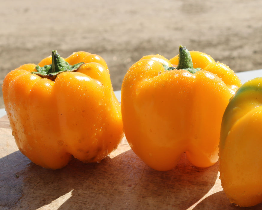 Bulk: Early Sunsation Hybrid Bell Pepper Seeds