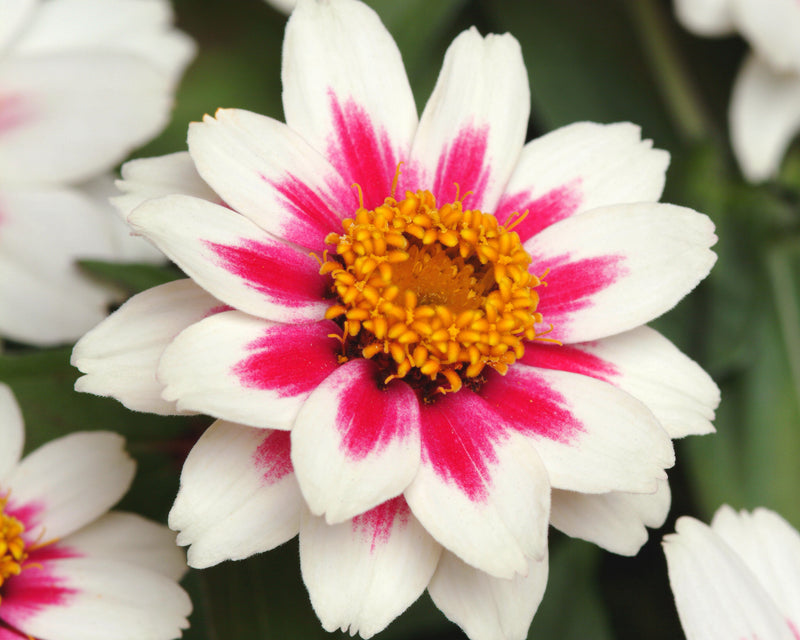 Bulk: Zahara Starlight Rose Zinnia