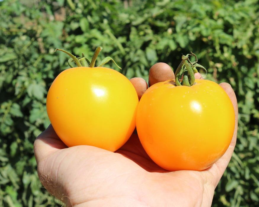 Bulk: Lemon Boy Plus Hybrid Tomato Seeds