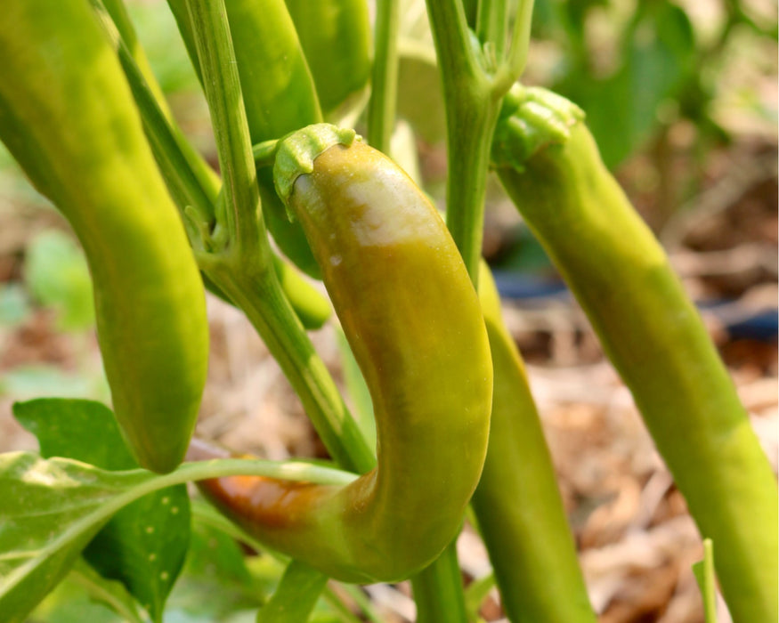 Bulk: Garden Salsa Hybrid Hot Pepper Seeds