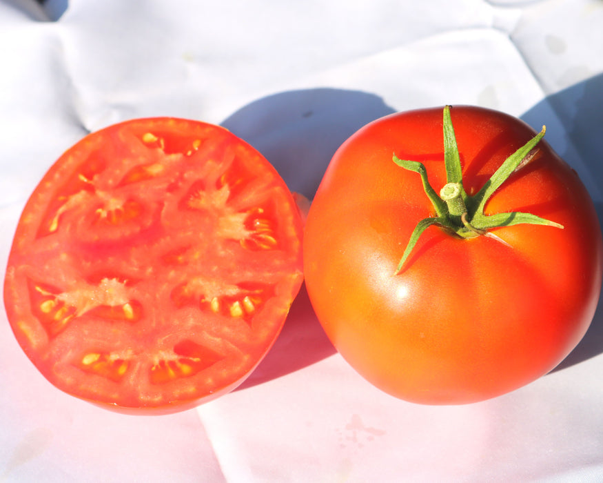 Bulk: Jetsetter Hybrid Tomato Seeds