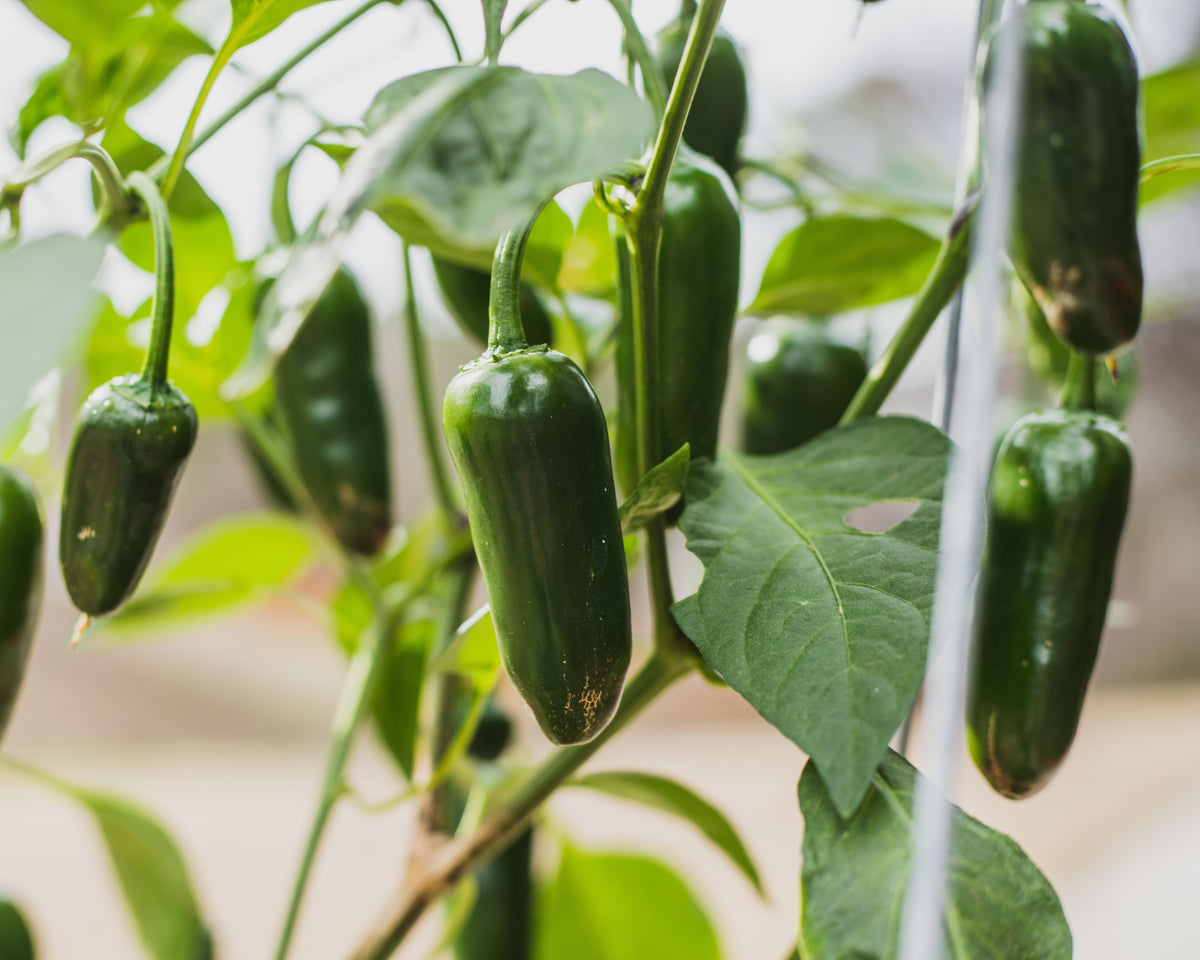 Goliath Jalapeño Hybrid Pepper Seeds