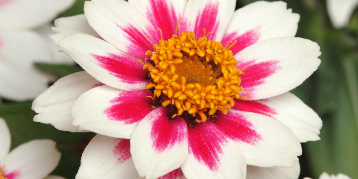 wow starlight rose seed Zahara Starlight Rose Zinnia Seeds — Seeds 'n Such