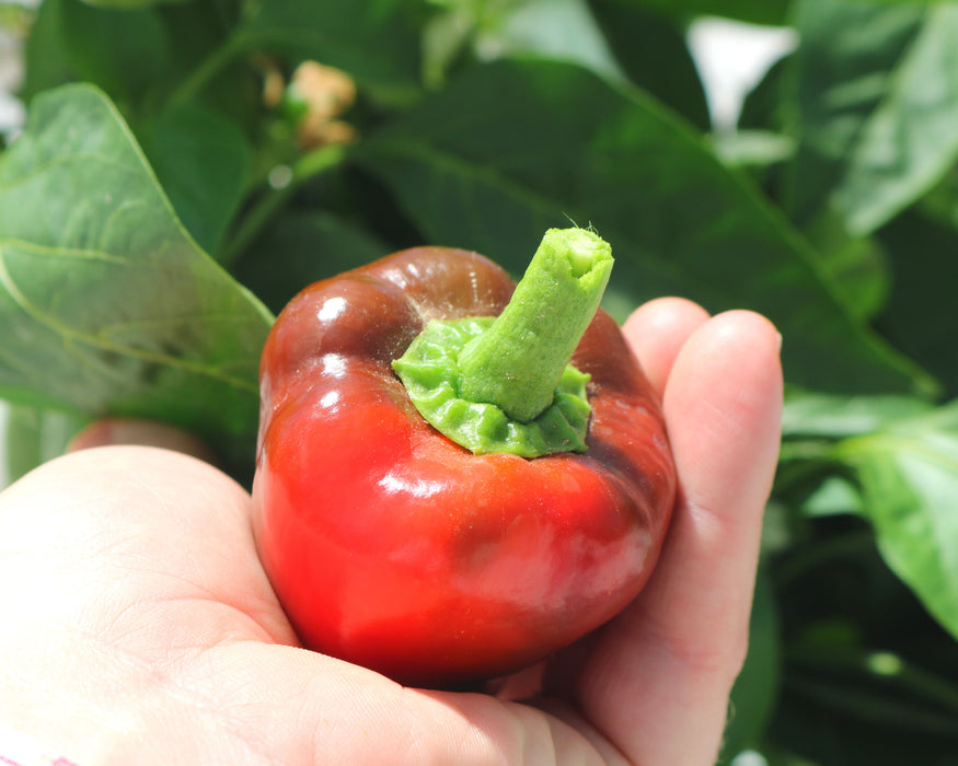 Pimiento Elite Hybrid Pepper Seeds