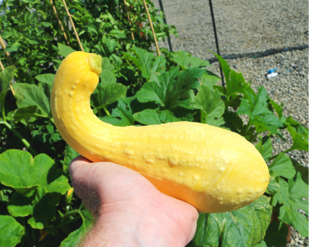Dixie Yellow Crookneck Hybrid Summer Squash Seeds — Seeds 'n Such