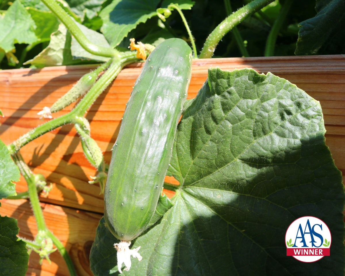 Slicer Cucumbers - SunFed®