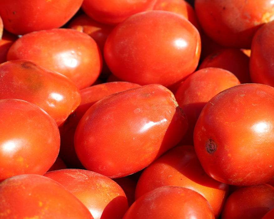 Bulk: Health Kick Hybrid Tomato Seeds