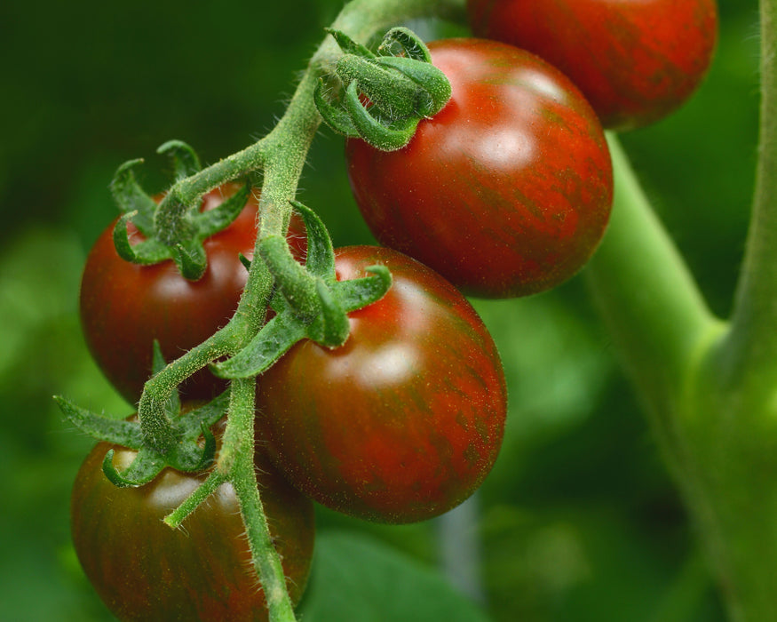 Chocolate Sprinkles Hybrid Tomato Seeds