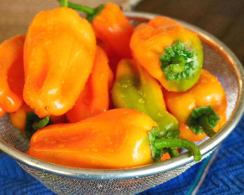 Just Sweet Hybrid Snack Pepper