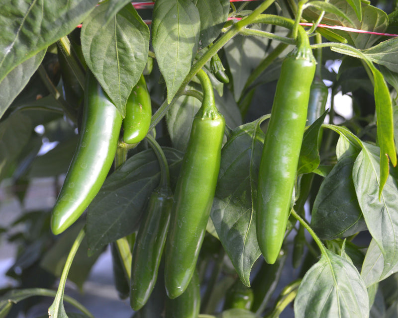 black pepper in jade plant Flaming Jade Hybrid Pepper Seeds — Seeds 'n Such