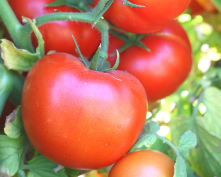 Itz a Keeper Hybrid Tomato Seeds