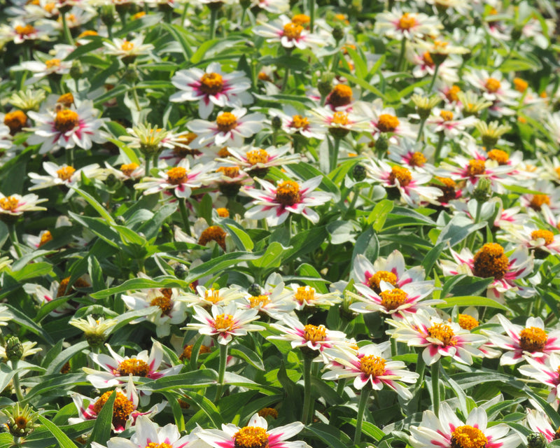 wow starlight rose seed Zahara Starlight Rose Zinnia Seeds — Seeds 'n Such