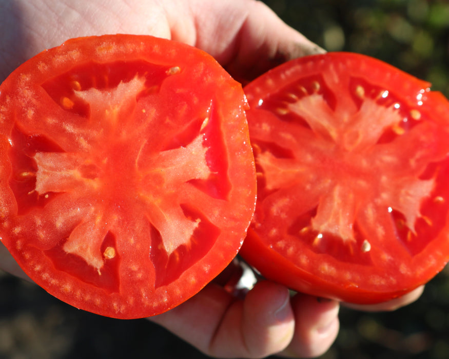 Bulk: Biltmore Hybrid Tomato Seeds