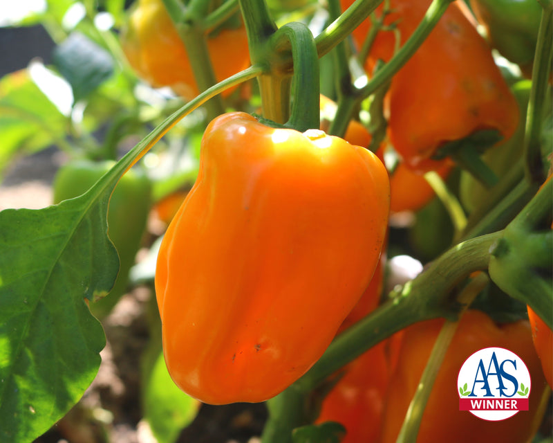 Just Sweet Hybrid Snack Pepper