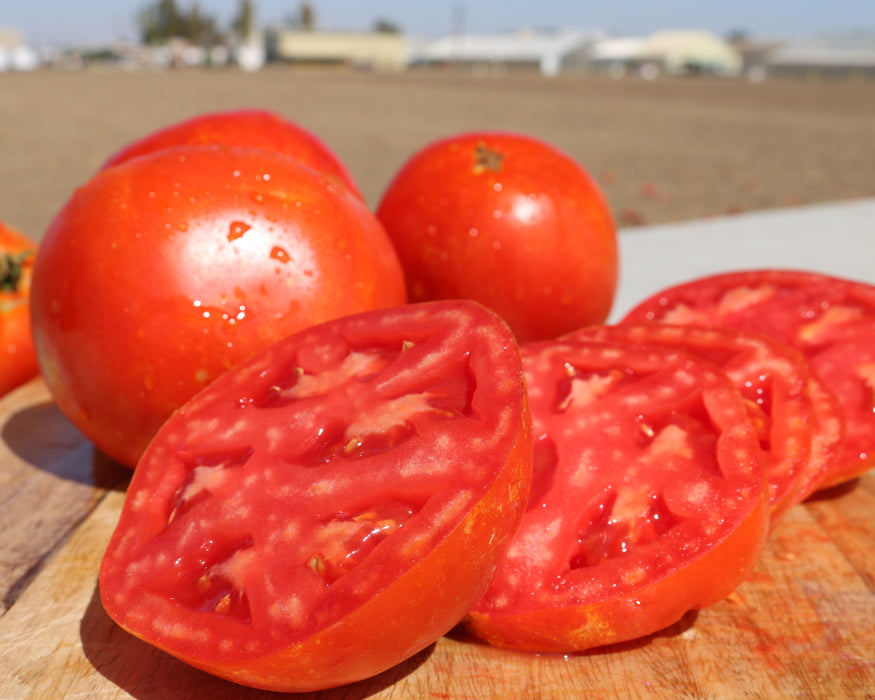Saybrook Hybrid Tomato Seeds