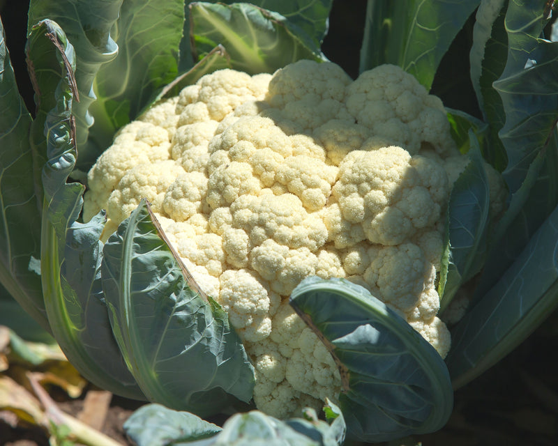 cauliflower seeds planting Freedom Hybrid Cauliflower Seeds — Seeds 'n Such