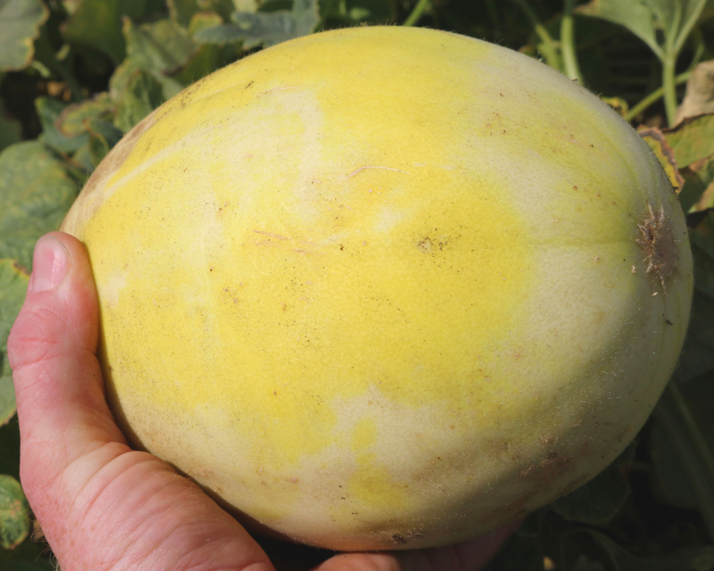 Bulk: Earli Dew Hybrid Honeydew Seeds