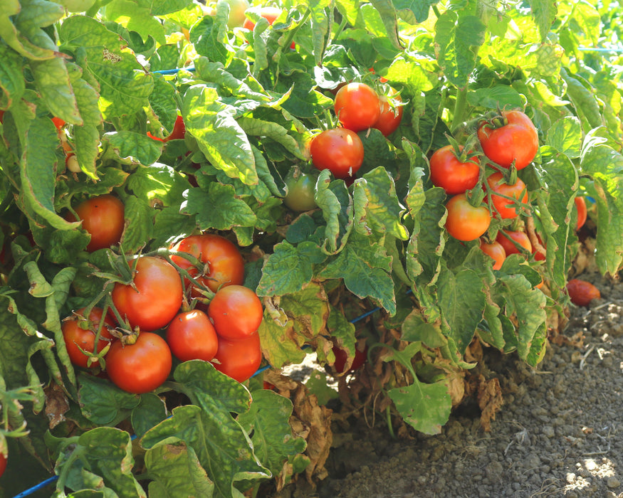 Bulk: Patio Hybrid Tomato Seeds