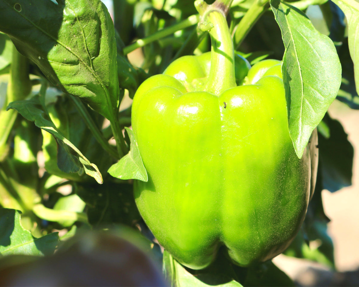 King Arthur Bell Pepper, Two Live Garden Plants
