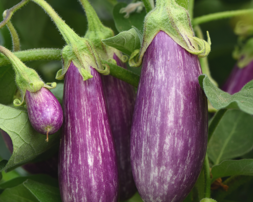Bulk: Fairy Tale Hybrid Eggplant Seeds