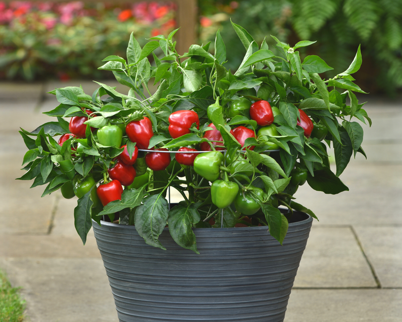 Bulk: Snackabelle Red Hybrid Pepper Seeds