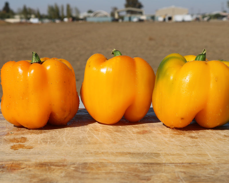 Early Sunsation Hybrid Bell Pepper Seeds