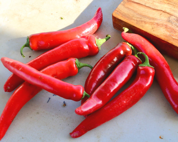 Garden Salsa Hybrid Hot Pepper Seeds — Seeds 'n Such