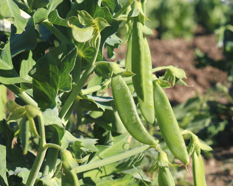 Bulk: Sugar Ann Pea Seeds
