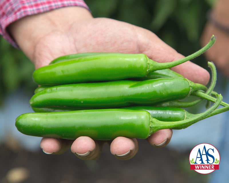 Bulk: Flaming Jade Hybrid Pepper