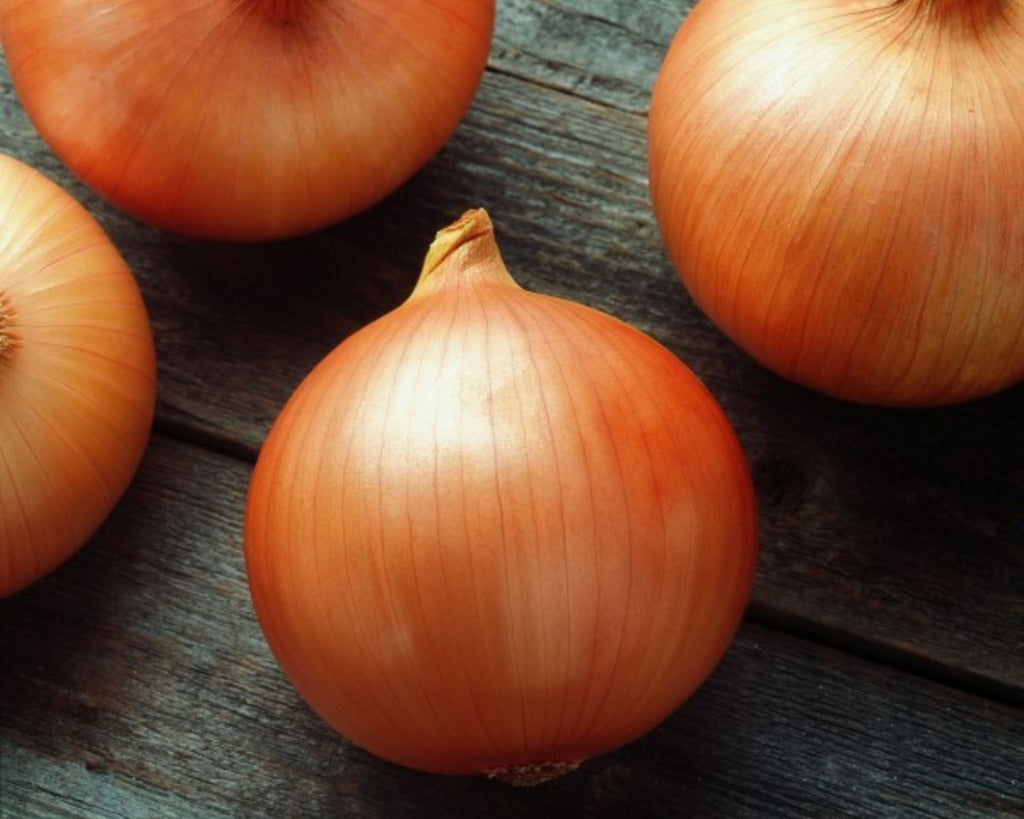 Candy Hybrid Onion Plants — Seeds 'n Such