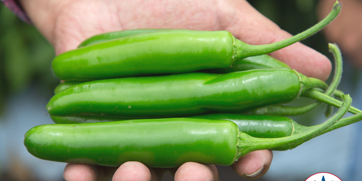 pepper and jade plant Flaming Jade Hybrid Pepper Seeds — Seeds 'n Such