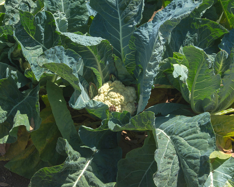 cauliflower seeds planting Freedom Hybrid Cauliflower Seeds — Seeds 'n Such