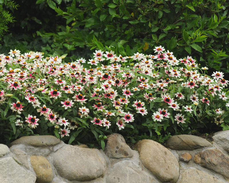 Bulk: Zahara Starlight Rose Zinnia