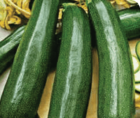 Bulk: Ambassador Hybrid Zucchini Squash Seeds