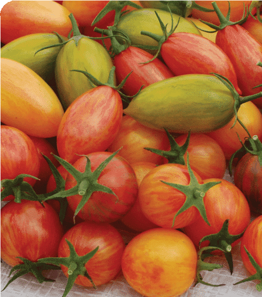 Artisan Mix Prettiest Tomato Seeds