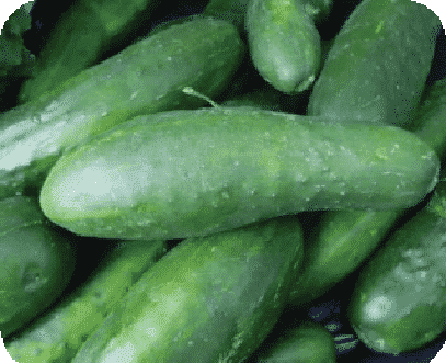 Bulk: Ashley Cucumber Seeds