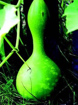 Bird House Gourd Seeds