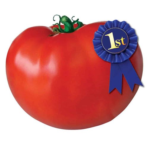 Chef's Choice Black Hybrid Tomato Seeds — Seeds 'n Such