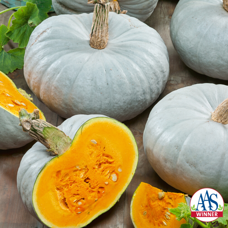 Bulk: Blue Prince Hybrid Pumpkin Seeds