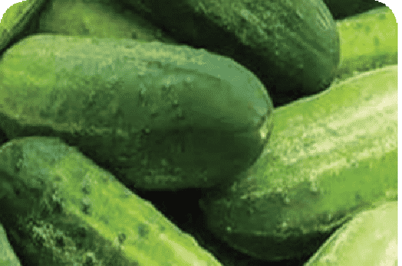 Bulk: Bush Pickle Hybrid Cucumber Seeds