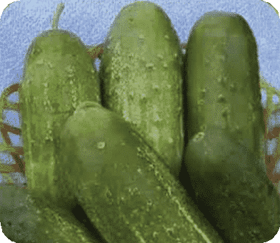 Bulk: Calypso Hybrid Cucumber Seeds