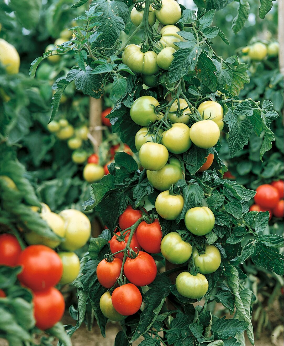 Beefsteak Tomato Plants - | Two Live Garden Plants | Non-GMO, Large Fruit,  Crack-Resistant