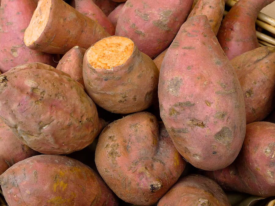 Centennial Sweet Potato Plants | Ships Separately