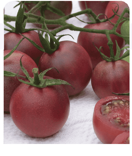 Bulk: Chocolate Cherry Tomato Seeds