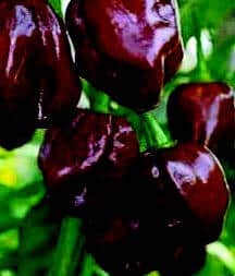 Congo Black Hot Pepper Seeds